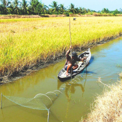 Tiết kiệm chi phí nhờ nuôi tôm sú thả lang